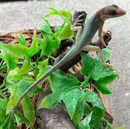 Leopard Anole for sale (Anolis marmoratus)