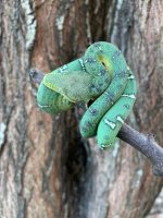 Baby Emerald Tree Boas for sale