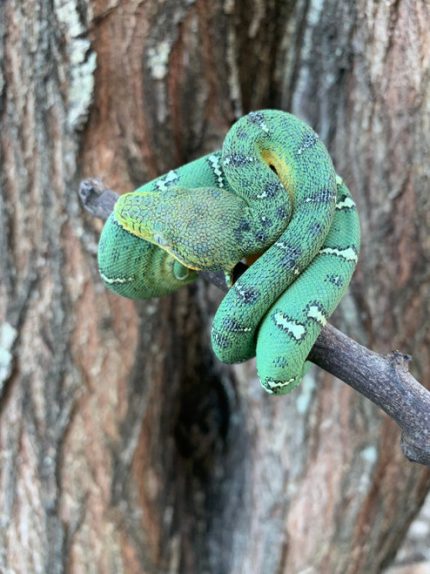 Baby Emerald Tree Boas for sale