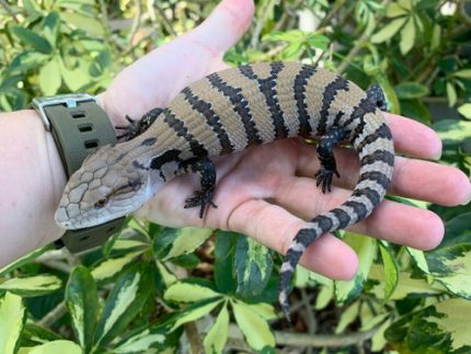 Merauke Blue Tongue Skinks for sale
