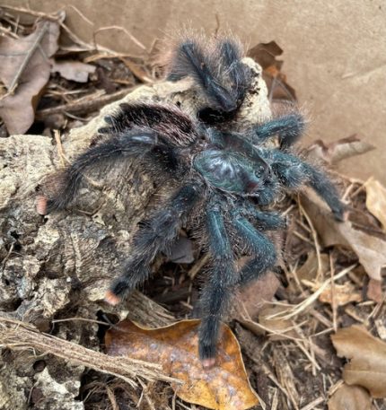 Metallic PInk Toe Tarantula for sale