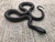 Mexican Black King Snake for sale