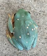 Mexican Dumpy Frog