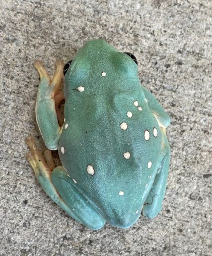 Mexican Dumpy Frog