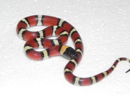 Mexican Milksnakes for sale