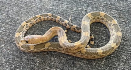 Mexican Pine Snake for sale