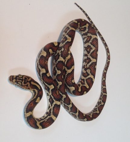 Mexican Rat Snake for sale (Elaphe flavirufa)