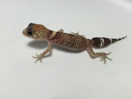 Barking Gecko for sale | Snakes at Sunset