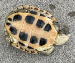 Yellow Pond Turtle for sale