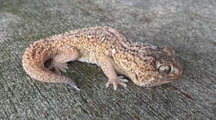 Namibian Sand Gecko for sale (Chondrodactylus angulifer)