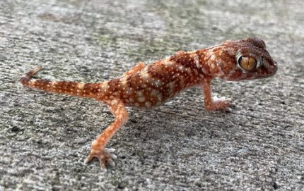 Namibian Sand Gecko for sale (Chondrodactylus angulifer)