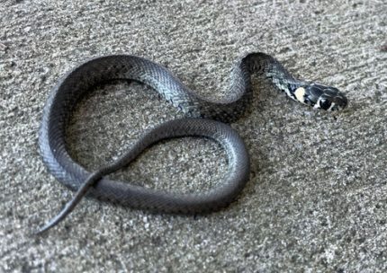 European Grass Snakes