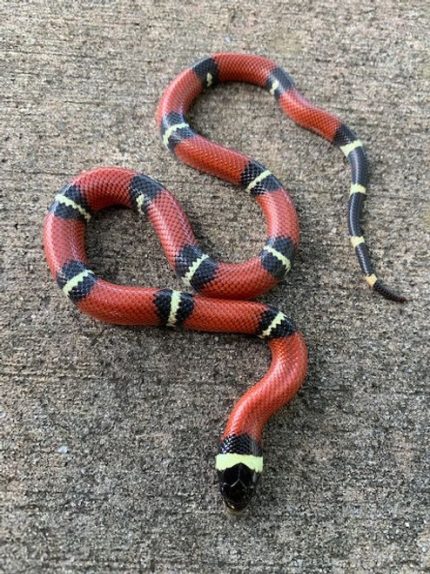 Nelsons Milk Snake for sale