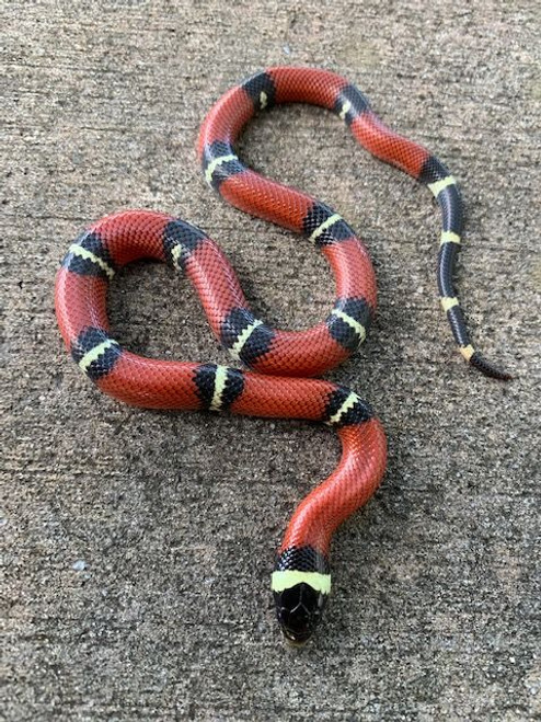 Nelsons Milk Snake for sale Nelsons Milk Snake for sale