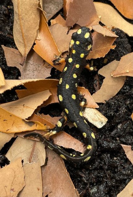 Yellow Spotted Newts for sale