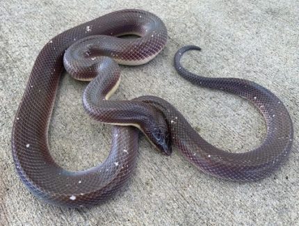 New World Python for sale (Loxocemus bicolor)