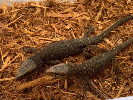 yellow-spotted night lizard (Lepidophyma flavimaculatum)