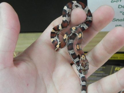 Corn Snakes for sale