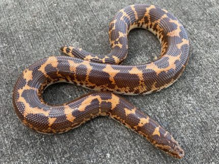 Kenyan Sand Boa