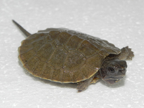 North American Wood Turtle (Glaptemys insculpta) North American Wood Turtle (Glaptemys insculpta)