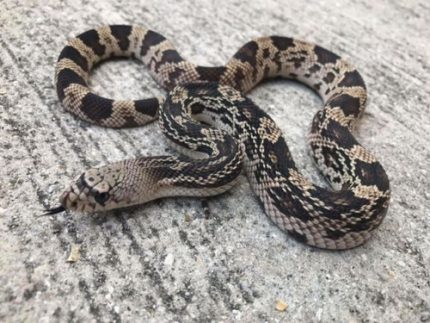 Northern Pine Snake for sale