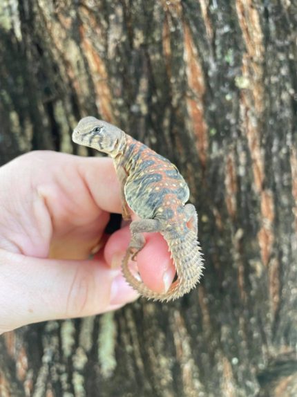 Ocellated Uromastyx for sale
