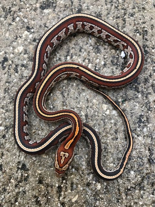 Okeetee Tessera Corn Snake for sale (Pantherophis guttata) Okeetee Tessera Corn Snake for sale (Pantherophis guttata)