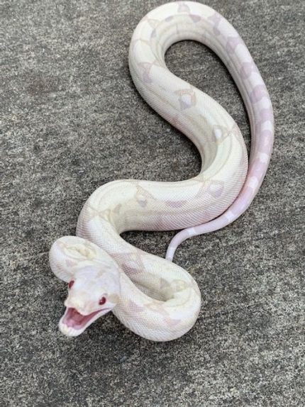 Moon Glow Boa Constrictor for sale