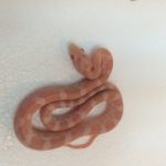 Opal Corn Snakes for sale