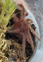 Orange Violet Dwarf Tarantula for sale (Citharacanthus cyaneus)