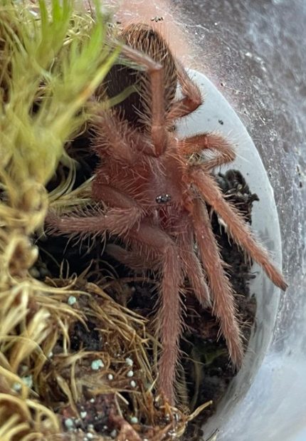 Orange Violet Dwarf Tarantula for sale (Citharacanthus cyaneus)