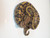 Orange Ghost Ball Python for sale