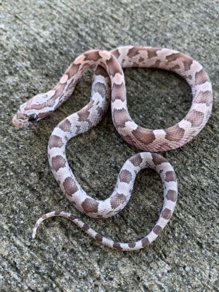 Orchid Corn Snake for sale