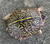 Ornate Box Turtles for sale | Snakes at Sunset
