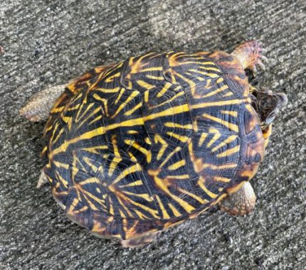 Ornate Box Turtles for sale | Snakes at Sunset