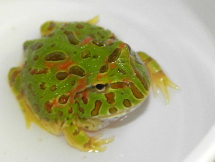 Ornate Pacman Frog For Sale