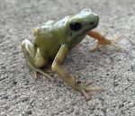 EL ORO Auratus Dart Frogs For Sale