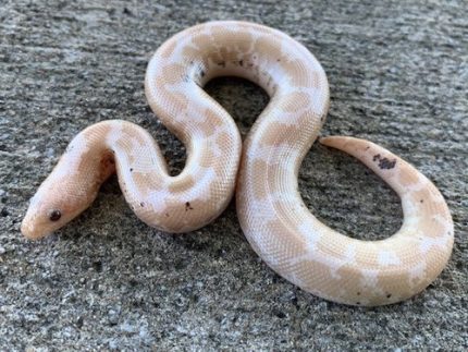 Paradox Snow Sand Boas for sale