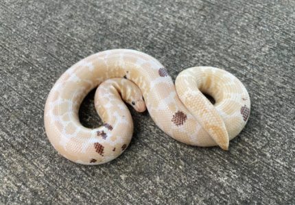 PARADOX Snow Kenyan Sand Boa for sale adult