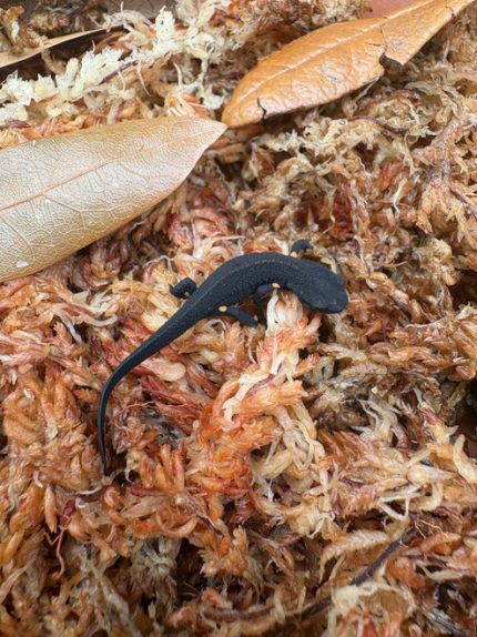 Chinese Warty newt (Paramesotriton chinensis) for sale