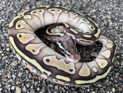 Pastel Lesser Ball Python for sale (Python regius)