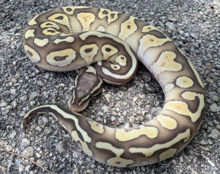 Pastel Butter Ghost Ball Python for sale