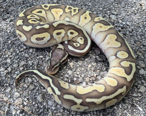 Pastel Butter Ghost Ball Python for sale Pastel Butter Ghost Ball Python for sale
