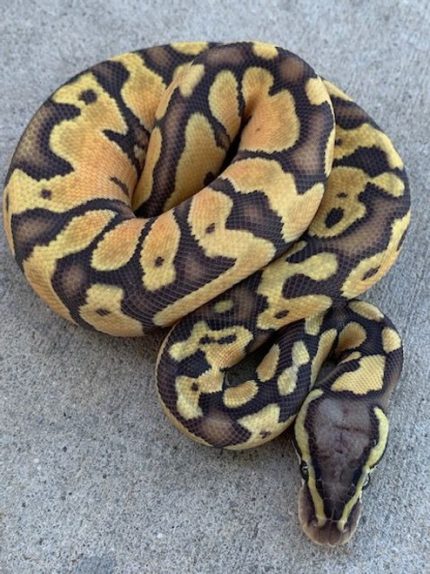 Pastel Enchi Ghost for sale