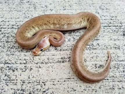 Pastel Gargoyle Ball Python for sale