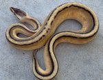 Pastel Genetic Stripe Ball Python for sale