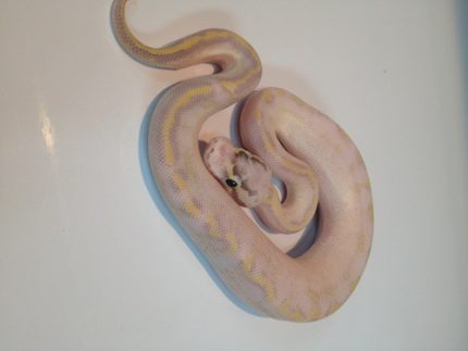Pastel Ivory Ball Python for sale | Snakes at Sunset