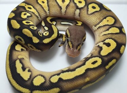 Mojave Pastel Ball Python for sale | Snakes at Sunset