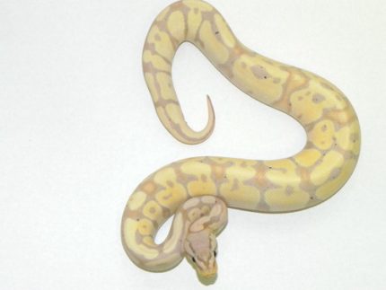 Pastel Coral Glow Ball Python for sale | Snakes at Sunset