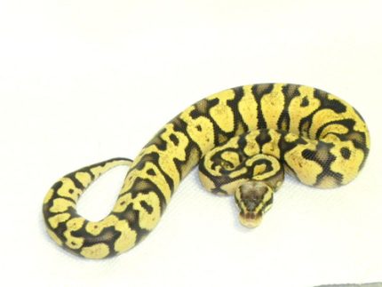 Pastel Yellow Belly Ball Python for sale | Snakes at Sunset